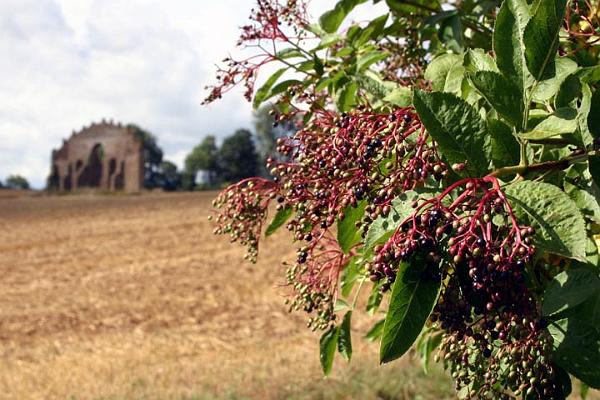 Elderberries by the Eyecatcher.jpg